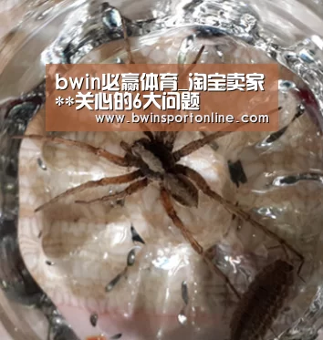 bwin必赢体育_淘宝卖家**关心的6大问题(图1) bwin必赢体育